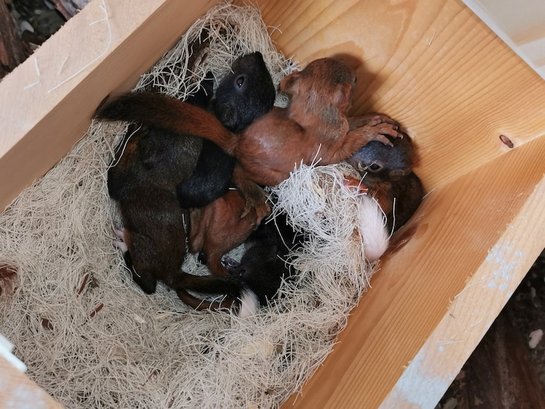 Eichhörnchen Schlafhaus Kobel Futterhaus Eichhörnchenkobel aus Fichtenholz, Handmade in Niederbayern. Dach wasserbeständige Siebdruckplatte afbeelding 5