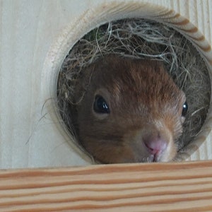 Squirrel sleeping house Kobel feeding house Squirrel Kobel made of spruce wood, handmade in Lower Bavaria. Roof water-resistant screen printing panel image 9