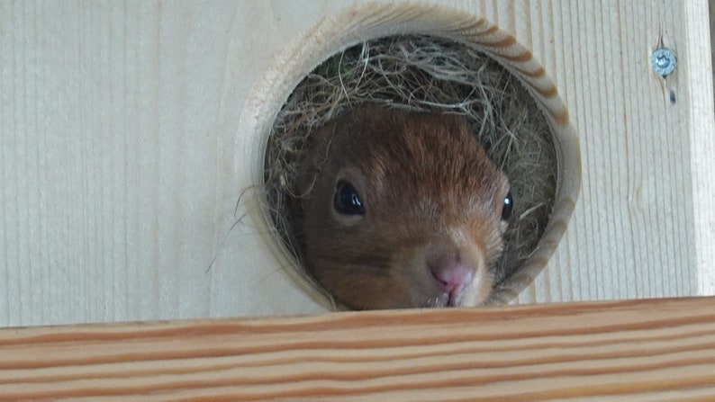 Squirrel sleeping house Kobel feeding house Squirrel Kobel made of spruce wood, handmade in Lower Bavaria. Roof water-resistant screen printing panel image 9