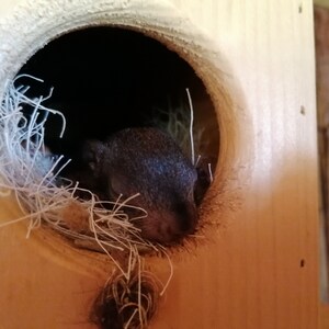 Squirrel sleeping house Kobel feeding house Squirrel Kobel made of spruce wood, handmade in Lower Bavaria. Roof water-resistant screen printing panel image 7