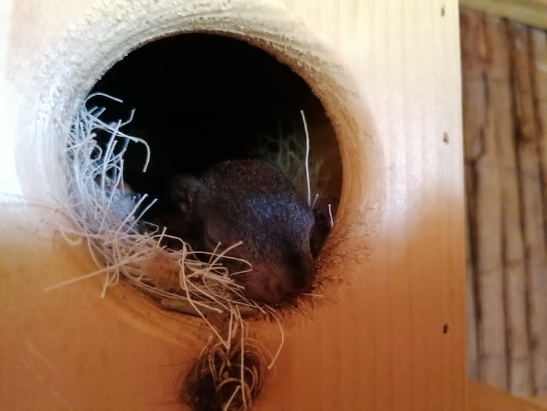 Squirrel sleeping house Kobel feeding house Squirrel Kobel made of spruce wood, handmade in Lower Bavaria. Roof water-resistant screen printing panel image 7