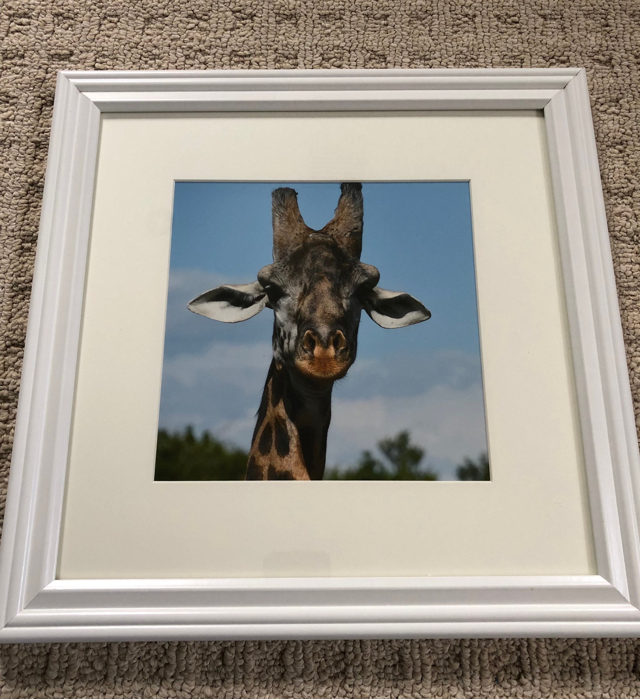 Choose Your Own Framed Original Animal Art 8x8 Print | Etsy