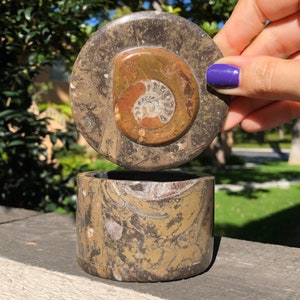 XL Ammonite Orthocera Fossil Jewelry/Trinket Round Box