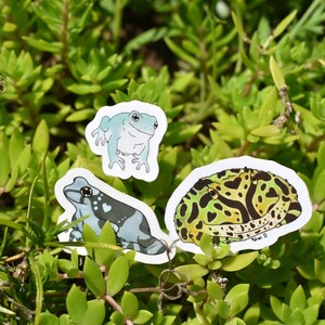 May include: Three frog stickers on a green leafy background. The stickers are of a green and black frog, a blue frog, and a green and yellow frog.
