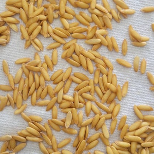 Honeydew Melon seeds, Organic, Non-GMO