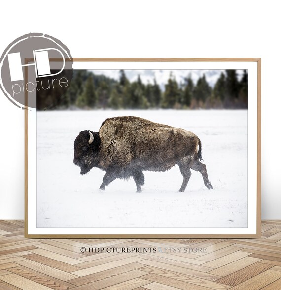 Buffalo Print Bison Large Wall Art Canvas Painting Animal Poster Farmhouse Decor