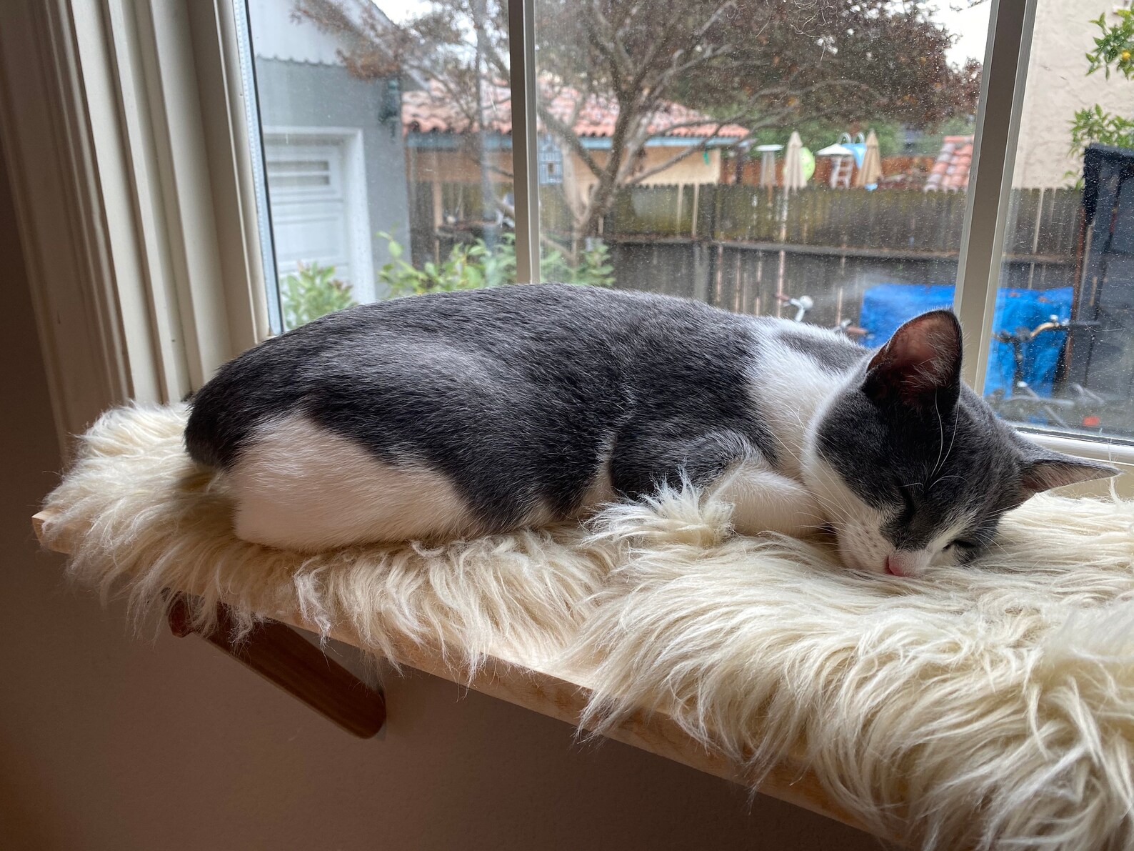 Cat Window Perch Cat Shelf Window Sill No Tools Etsy