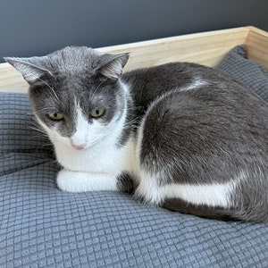 Close-up of cat Lola lying comfortably on wooden cat bed