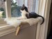 Cat Window Perch | Cat Shelf | Window Sill | No Tools Installation | No Nails Needed | Installed and Removed in 1 Minute 