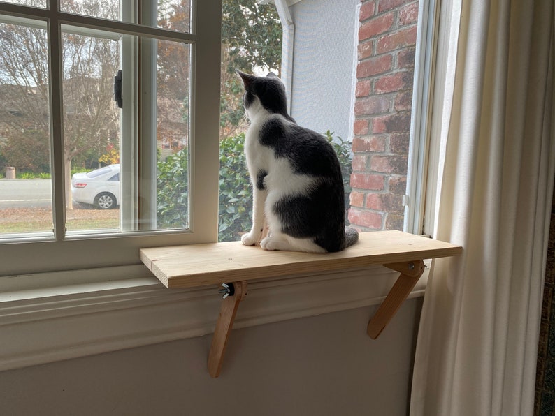 10 Best Cat Window Beds for a Great View (2023 Review Guide)