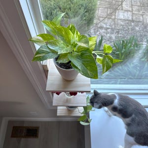May include: A white cat with black spots sits on a white windowsill, looking at a potted plant with green and yellow leaves. The plant is on a wooden shelf attached to a window.
