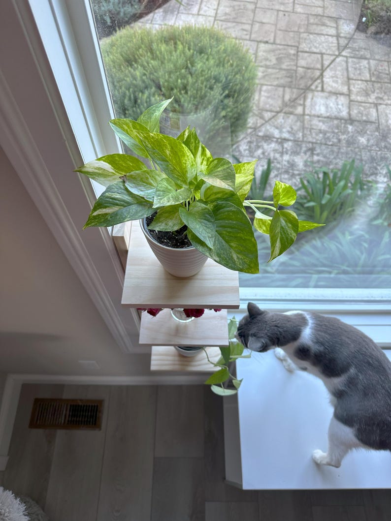 May include: A white cat with black spots sits on a white windowsill, looking at a potted plant with green and yellow leaves. The plant is on a wooden shelf attached to a window.