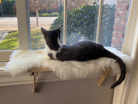 pet window perch