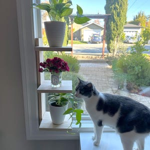 May include: A white cat with black markings sits on a white countertop next to a window. A wooden shelf with three plants is mounted on the window frame. The plants include a green leafy plant, a bouquet of red flowers, and a small green plant in a white pot.