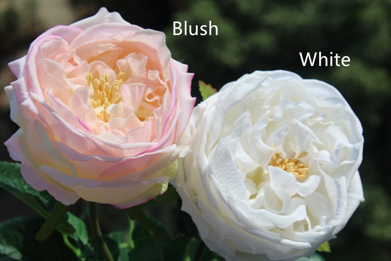 Real Touch Artificial Austin Cabbage Roses Garden Roses Etsy