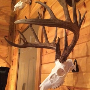 EuroHanger Skull Hanger mount bracket Deer antelope bear