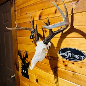 May include: A white deer skull with antlers mounted on a wooden wall. The skull is mounted with a Euro Hanger, a black oval-shaped plaque with the text "Euro Hanger" and the website "www.Euro-Hanger.com".