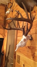 EuroHanger Skull Hanger mount bracket Deer antelope bear