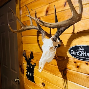 May include: A white deer skull with antlers mounted on a wooden wall. The skull is mounted on a black Euro-Hanger with the text "Euro Hanger" and the website address "www.Euro-Hanger.com".