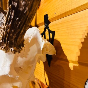 The Eurohanger "primitive" Skull Hanger Mount Bracket Deer Antelope - View #5
