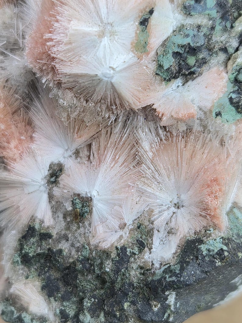 Op de afbeelding: Detailopname van een mineraal specimen met clusters van stralende, naaldachtige kristallen in wit en perzikkleur. De kristallen staan af tegen een achtergrond van donkergroen en zwart gesteente, wat een opvallend contrast cre&euml;ert. De textuur is ruw en natuurlijk.