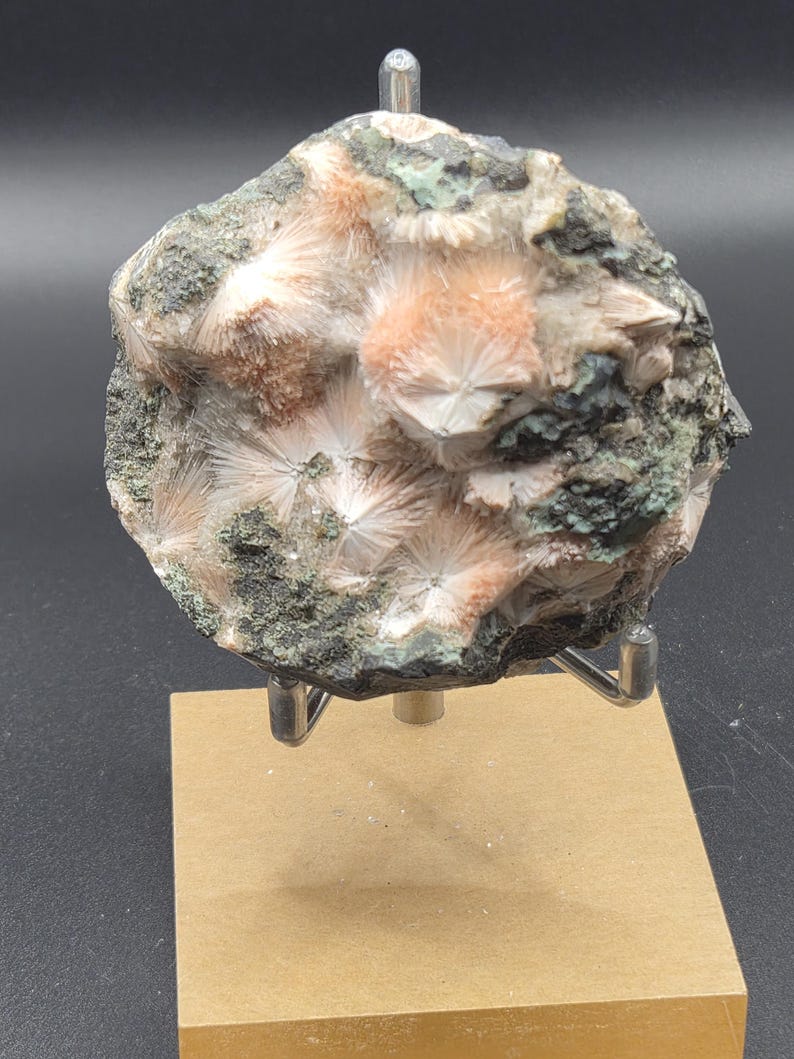 Op de afbeelding: Een mineraalmonster met stralende, witte en perzik-kleurige kristalformaties. De rots heeft een donkergrijze en groene matrix. Het monster is gemonteerd op een metalen standaard met een houten voet, ideaal voor weergave.