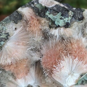 Op de afbeelding: Close-up van een mineraalmonster met clusters van stralende, naaldachtige kristallen in perzik- en wittinten. De kristallen zijn geplaatst tegen een matrix van donkergrijze, zwarte en groene tinten, wat een opvallend contrast cre&euml;ert. De algehele textuur is ruw en gedetailleerd.