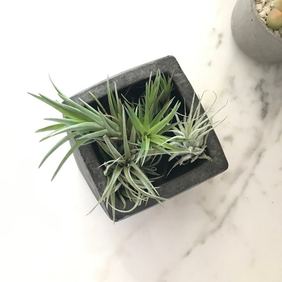 Faceted concrete geometry meets Japanese wabi-sabi philosophy — a genuinely handmade pot that looks like it belongs in an art gallery.