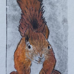 Red squirrel