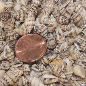 Dove Shells Dotted Tiny Shells 3/8 - 1/2 Inch 1/4 Cup - Etsy