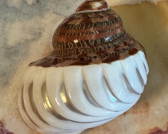 Tapestry turbo ribbed carving 1 1/8- 1 1/4 opening. Safe for hermit crabs