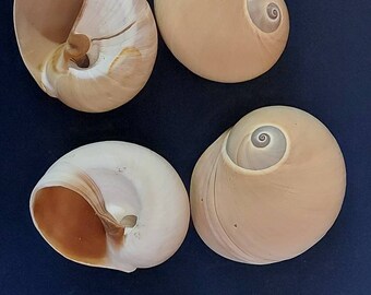 Moon snail hermit crab or crafts 5/8 - 1 1/4 inch opening price per 1 shell