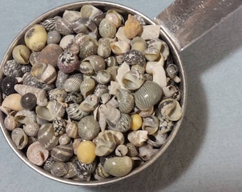 Nerites surtidos de 1/4 de pulgada y menos de 1/4 de taza