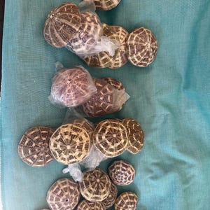 Puede incluir: Una colección de conchas de erizo de mar con intrincados patrones en tonos marrón y crema. Algunas conchas están envueltas individualmente en plástico transparente. Las conchas están dispuestas sobre una superficie de tela turquesa.