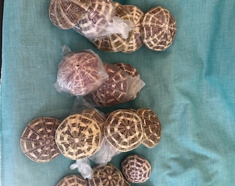 Erizo de mar Alphonso de 2,5 a 4 pulgadas, 1 pieza