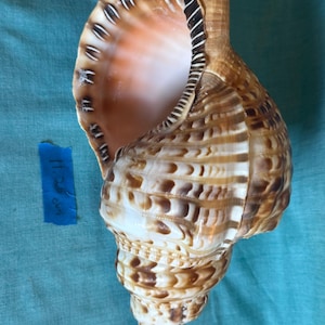 Grote Triton-trompetschelp - Atlantic Charonia Variegata 11,25 inch