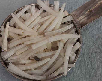 Concha de colmillo blanca de 1 pulgada o menos 1/4 de taza