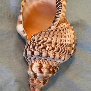 May include: A large, ornate seashell with a spiral shape. The shell features a mix of brown and cream colors, with a textured surface. The interior is a warm peach color, and the shell is open, revealing its inner structure. A natural decorative item.