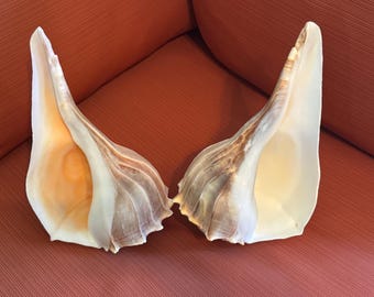 Busycon contrarium lightning whelk from Florida 10.5 inches RIGHT handed RARE
