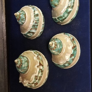 May include: Four spiral seashells arranged in a group. Each shell features a smooth, pearlescent beige body with a textured, spiraling top section colored in vibrant turquoise and deep brown tones, showcasing a natural glossy finish.