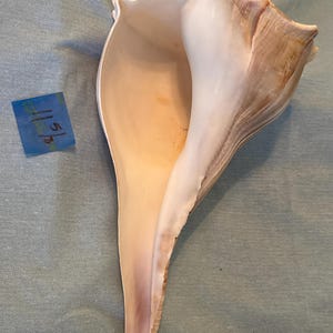 Könnte beinhalten: Eine große, cremefarbene Muschelschale mit glattem, perlmuttartigem Innenraum und einer strukturierten, hellbraunen Außenseite. Die Schale hat eine lange, sich verjüngende Form und eine breite Öffnung. Ein blaues Klebeband mit den Zahlen "11/5/3" ist im Bild.