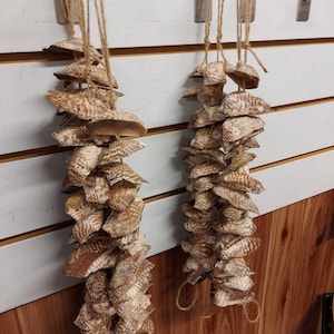Puede incluir: Dos hilos de conchas decorativas cuelgan de ganchos metálicos. Las conchas son de color beige y marrón, ensartadas con hilo. El fondo es una pared azul claro y con paneles de madera.