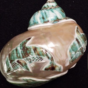 Jade turbo Hermit crab jumbo carved dolphin hermit crab safe