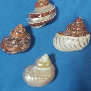 May include: Four decorative seashells with spiral patterns and varying colors. The shells have a mix of brown, white, and iridescent tones, with a pearlescent sheen. The shells are arranged on a solid blue background.