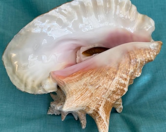 caracol reina rosa, ejemplar de 9,5 pulgadas con opérculo