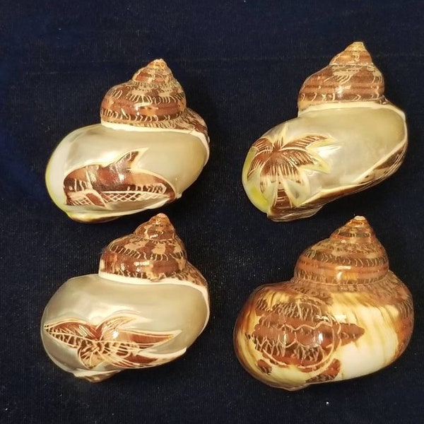 Tapestry turbos 4 picture carvings openings 1 1/16 - 1 1/4 hermit crab safe