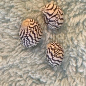 Zebra nerite shell 1/8 - 3/8 overall size 1/4 cup