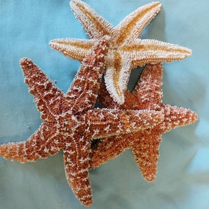 Starfish, Sugar 4 - 6 inch great quality