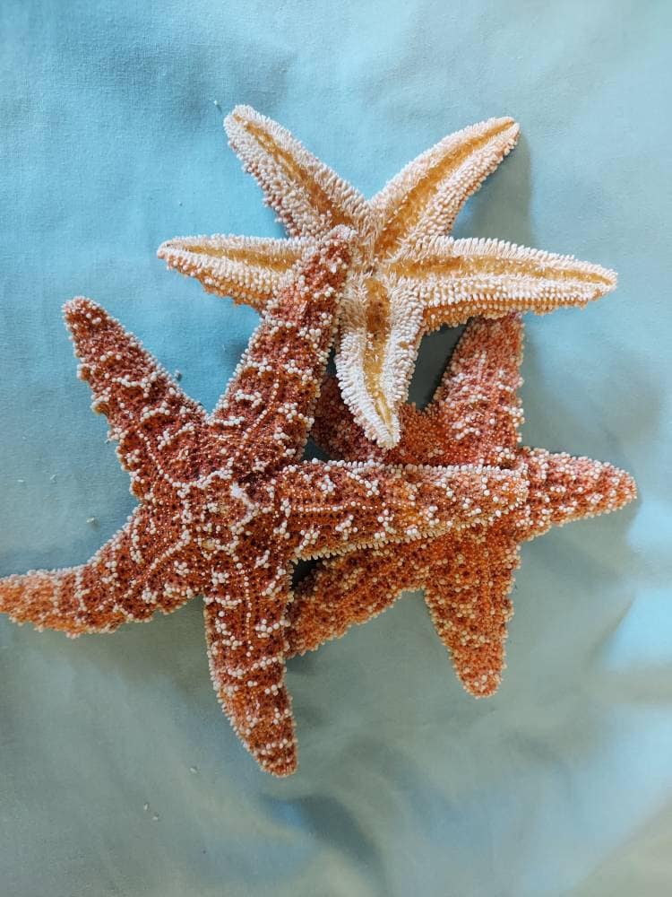 4-5 Sugar Starfish-Wedding Decor-Sailors Valentine-Crafting Shell-Shell  Flower-Seashell Crafts-Bulk Seashell- Coastal Home Decor
