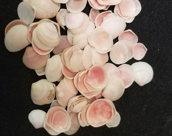 Rose cup shells 100 pcs 3/4"+
